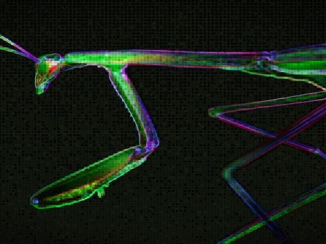 roaming mantis-min (1)