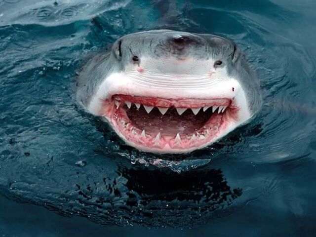 SharkBot malware-min