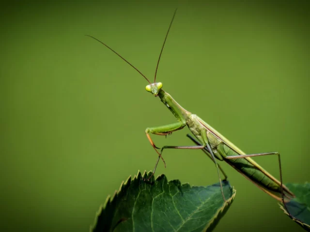 roaming mantis