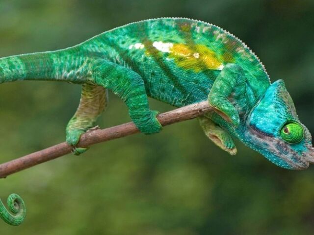 Chameleon malware-min (1)