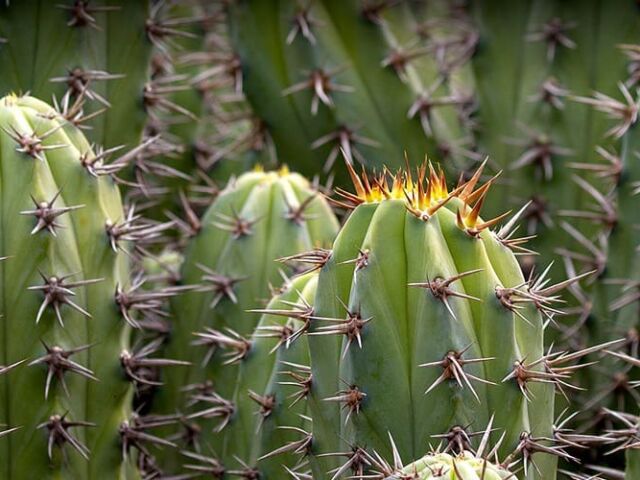 cactus ransomware-min (1)